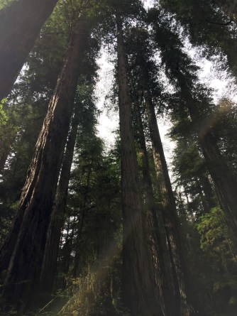 redwoods